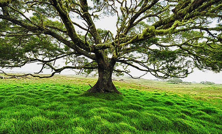 Acacia Tree - Medicinal Plant